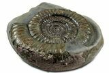 Jurassic Ammonite (Dactylioceras) Fossil - England #351152-1